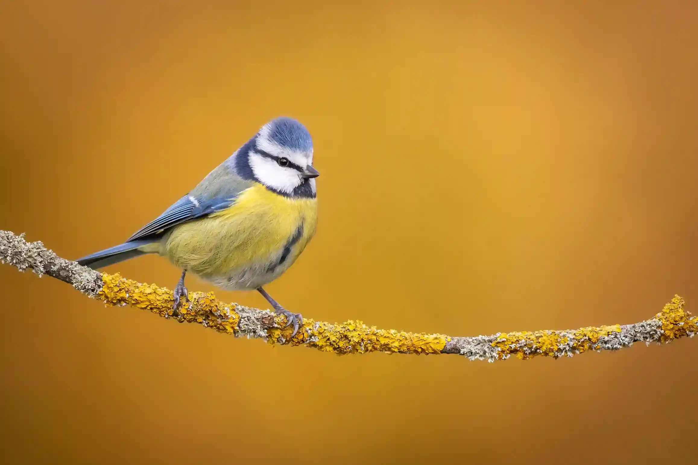Eine Blaumeise sitzt auf einem mit Flechten bewachsenen Ast vor einem warmen, unscharfen Hintergrund. 