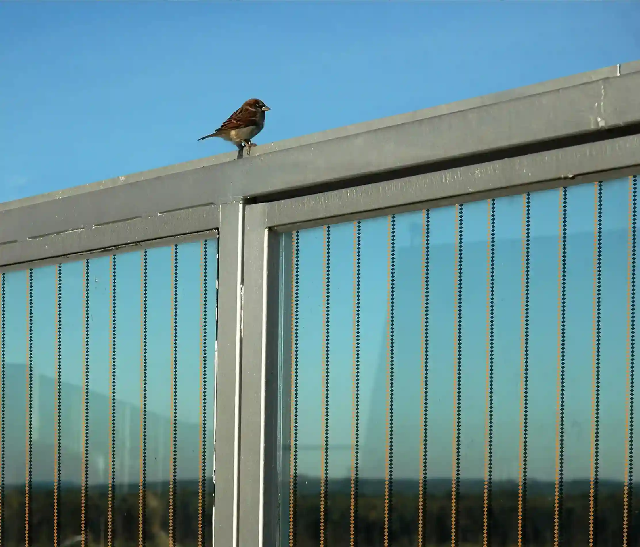 Glasgeländer mit Haverkamp birdsafe® Vogelschutzfolie mit Rautenmuster orange schwarz, kleiner Vogel sitzt darauf.